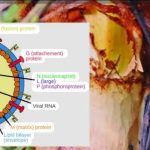 ফরিদপুরে নিপাহ ভাইরাস সম্প‌র্কে সচেতনতা  কার্যক্রম শুরু হ‌য়ে‌ছে