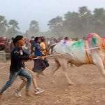 সদরপুরে  গরুদৌড় প্রতিযোগিতা