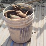 ফরিদপুরে পরিত্যক্ত বাড়ি থেকে উদ্ধার ৭টি ককটেল সদৃশ বস্তু