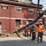 রাস্তার ওপর ভেঙে পড়ল মেহগনি গাছ অল্পের জন্য প্রাণে রক্ষা পেলেন যাত্রীরা